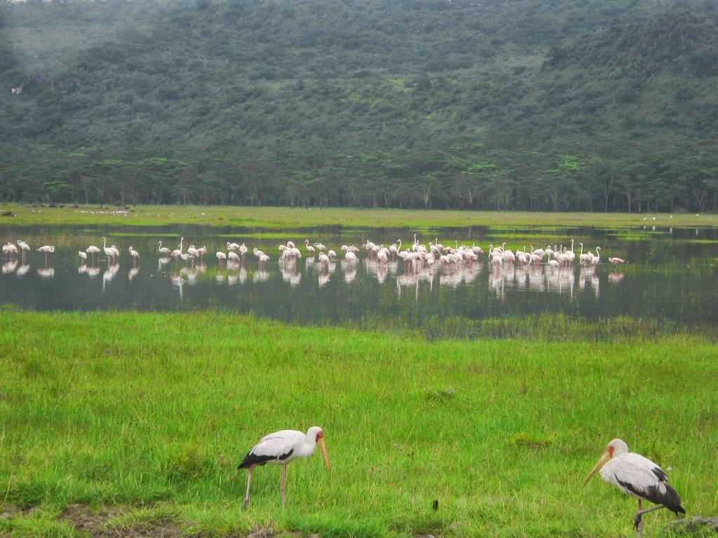 Lake Naivasha Resort Exterior foto